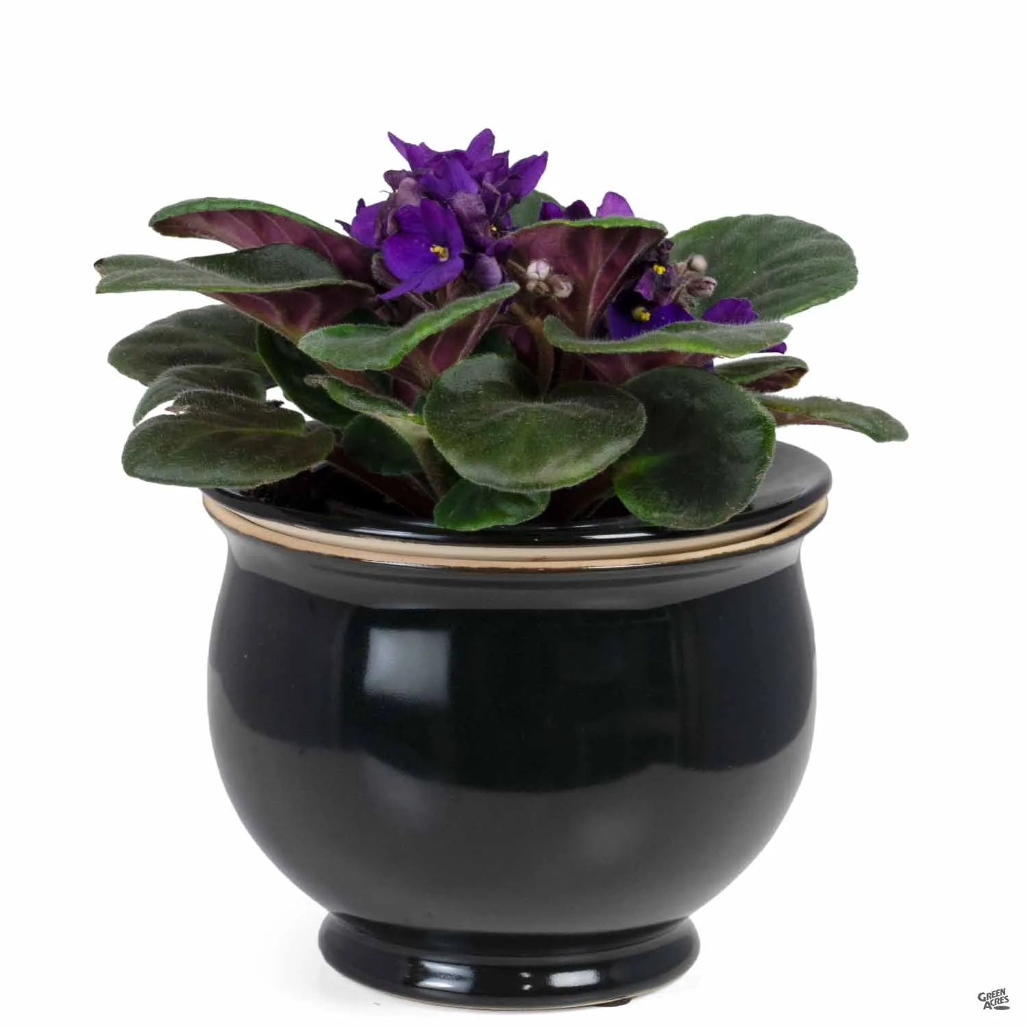 African Violet Self-Watering Pot