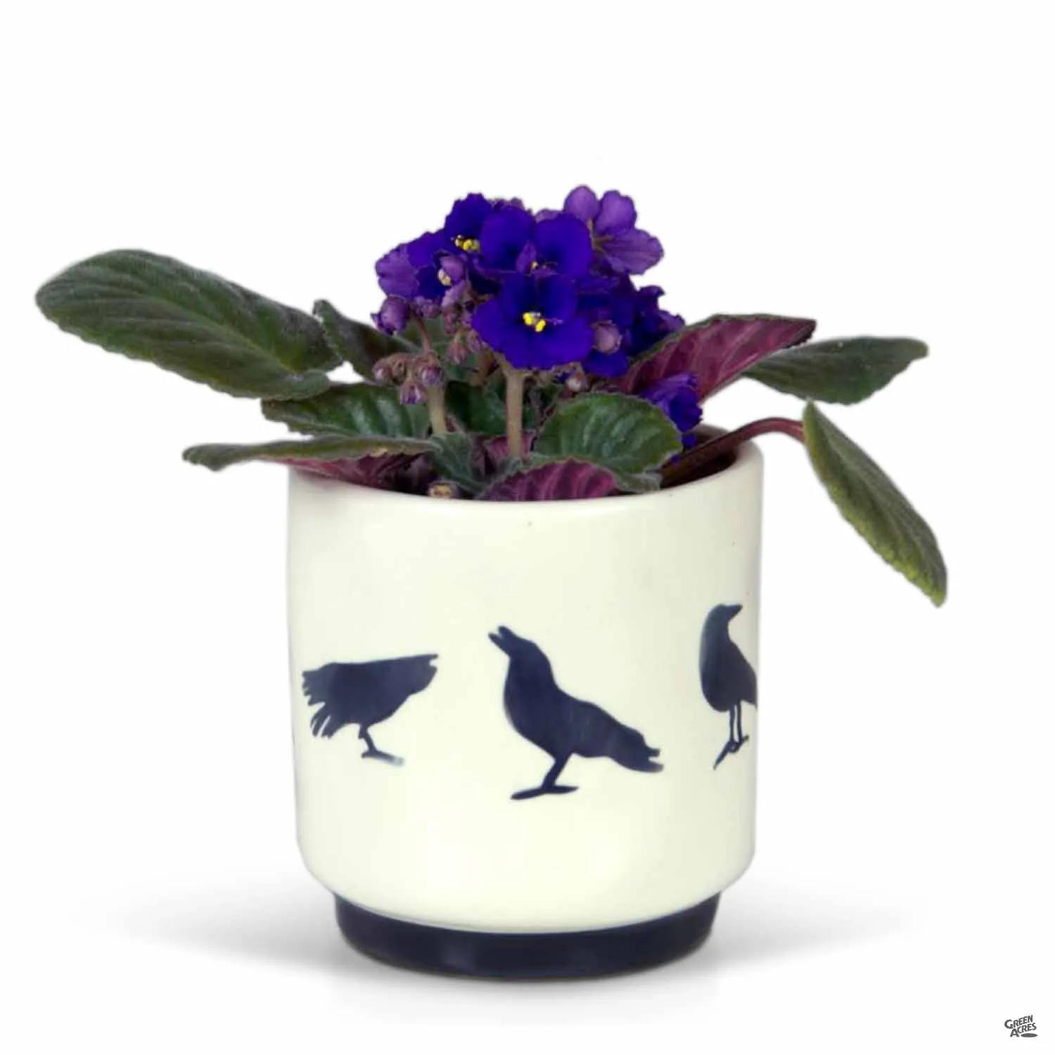 Corvus Pot