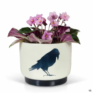 Corvus Pot