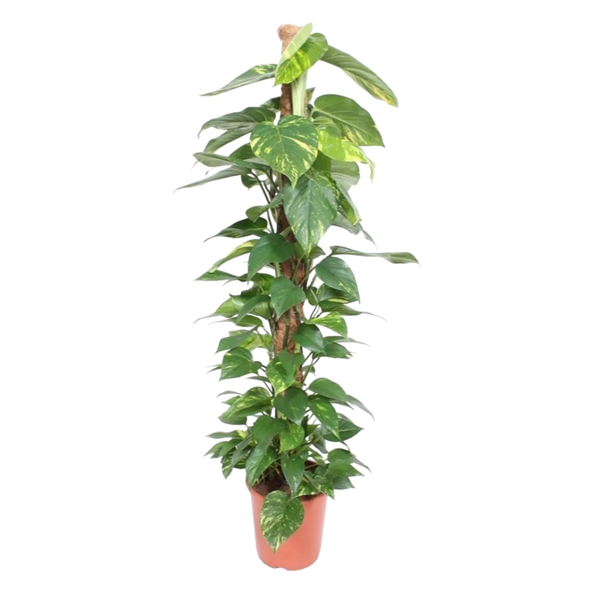 Epipremnum Aureum Mosstick (Devil's Ivy) ↑ 150 cm