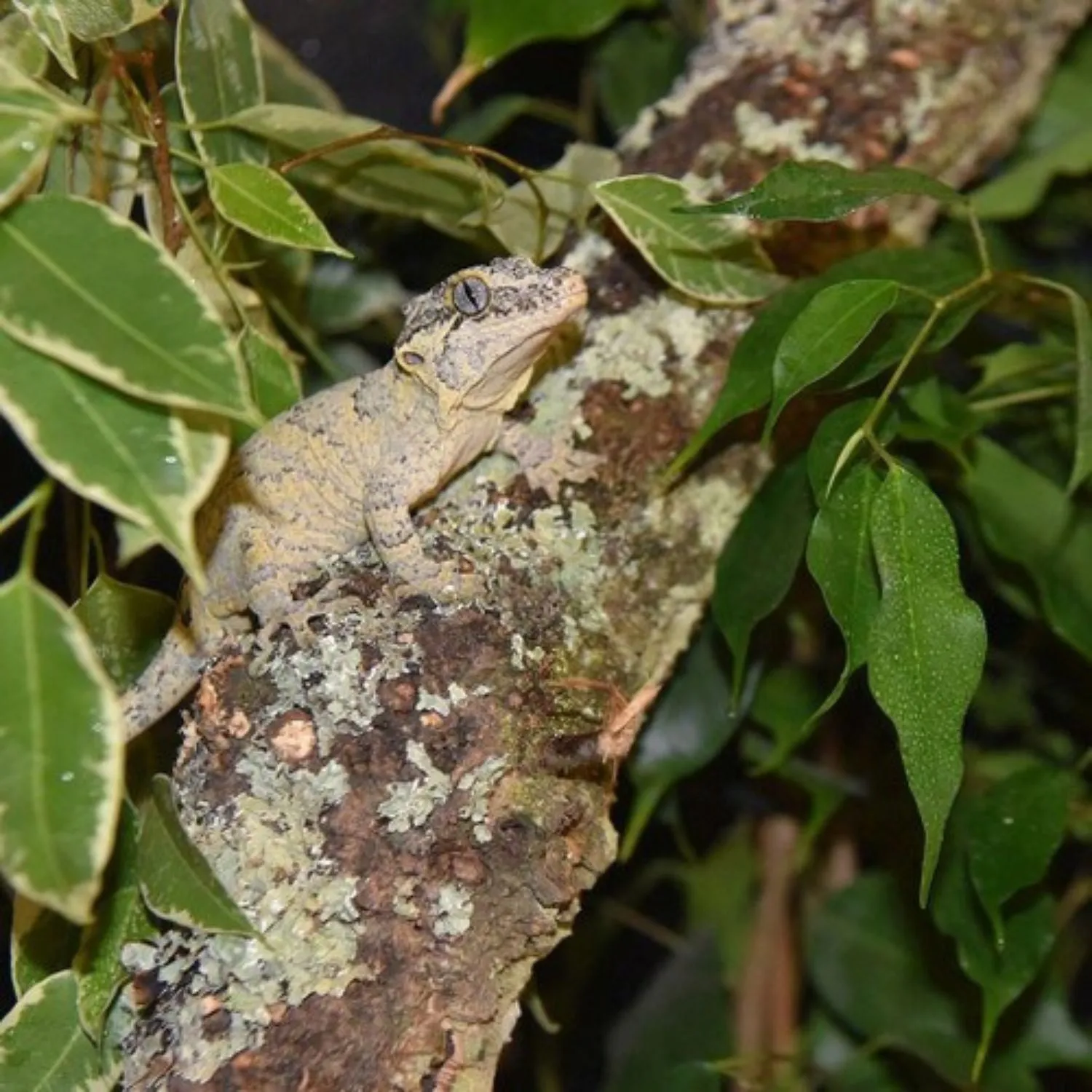 HabiStat Natural Cork Branch