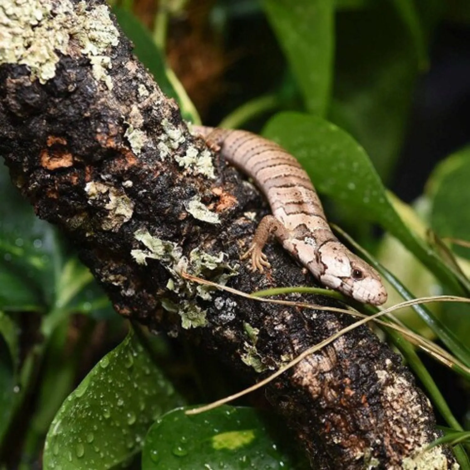 HabiStat Natural Cork Branch