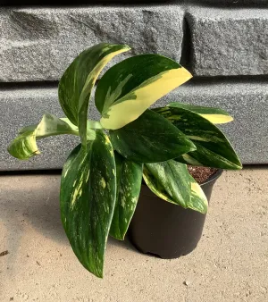 Monstera:  Standyleyana Albo Variegated - 4"