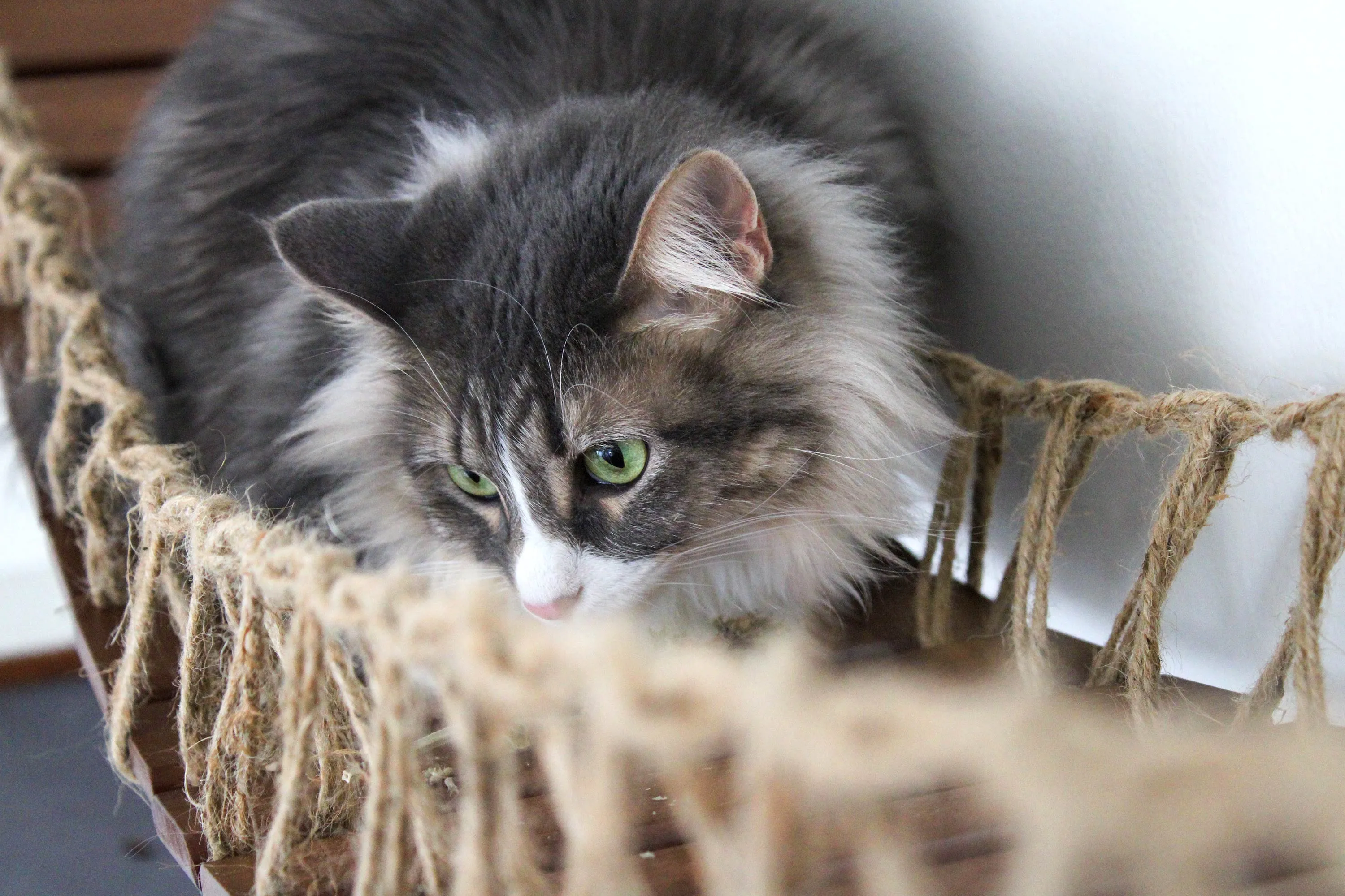 Our Wall-Mounted Cat Bridge