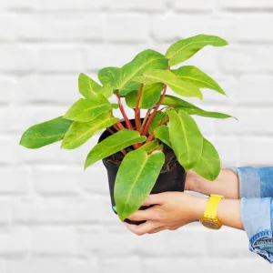 Painted Lady Philodendron