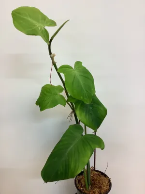 Philodendron Camposportoanum