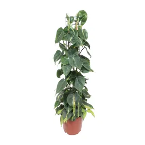 Philodendron Scandens Brasil (Heartleaf Philodendron) ↑ 120 cm