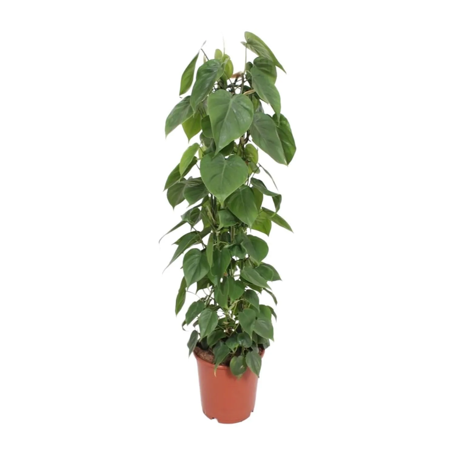 Philodendron Scandens (Heartleaf Philodendron) ↑ 120 cm