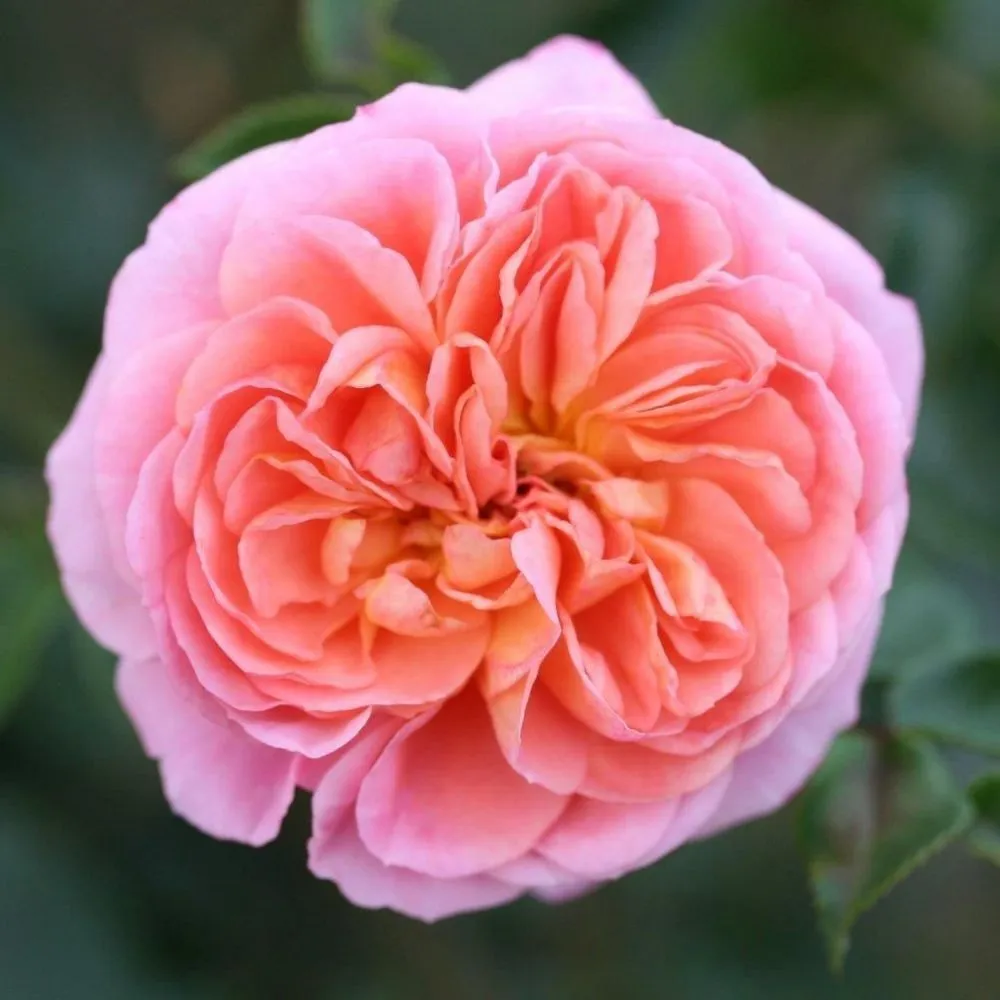 Whartons 'Pirouette' Apricot Climbing Rose 4Ltr Pot